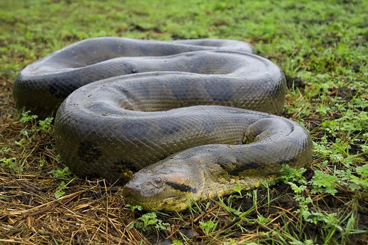 what is the largest anaconda ever caught